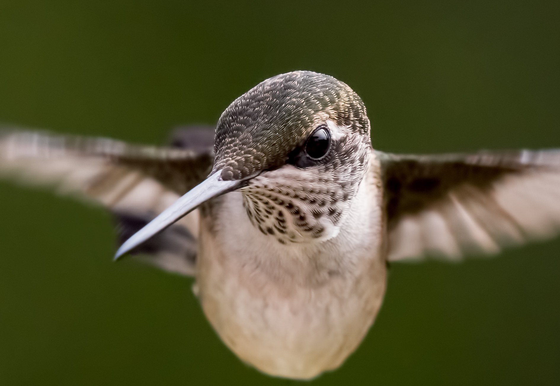 close-up view of a hummingbird flying with wings outstretched