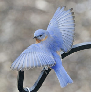 male bluebird with his wings fanned out