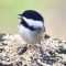 Chickadee only for Breakfast