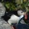 Atlantic Puffin bringing home food for baby