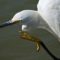 Snowy Egret – On The Prowl