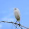 Snowy Egret staredown