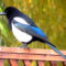 Magpie in a Tux!