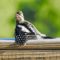 Fledgling Downy Woodpecker