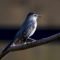 Sunlit Gray Catbird