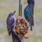 Northern Mockingbird vs. European Starling