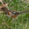 Female Eastern Towhee with Partial leucism