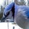 Blue Jay Closeup