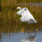 Dancing snowy egret
