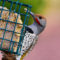 Gilded Suet King