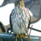 Is this a Cooper’s Hawk or a Sharp-Shinned Hawk?