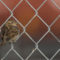 House Sparrow in Chain Link