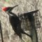 Pileated woodpecker comes to visit