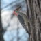 red- billied woodpecker