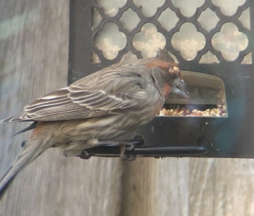 House Finch With Avian Pox - FeederWatch