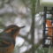 When It Is Cold … Everyone Needs Suet