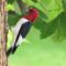 Red-headed Woodpecker that visited my feeders!