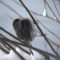 Juncos on a snow day