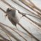 Junco on a snowy day