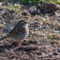 White-throated Sparrow in the sun