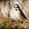 Curious Downy Woodpecker