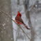 Just a cardinal in the snow