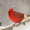 Common but Classy Cardinal