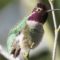 Townsends Warbler, Male Anna’s Hummingbird bejewel my neighborhood