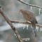 Mourning Dove After an Ice Storm