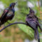Grackles in the Sunlight