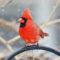 Vibrant Cardinal in the Snow
