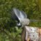 Mountain Chickadee in Flight