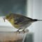 Pine Warbler continues to show up for worms every day