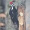 Winter  Visitor, Pleated Woodpecker to Suet feeder