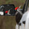 Reflections of a Pileated Woodpecker