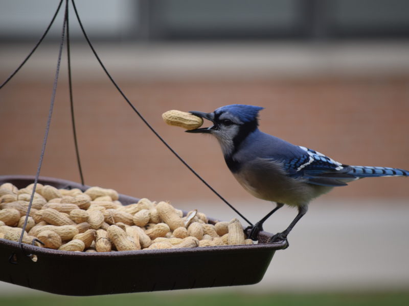 blue jay with a peanut at a feeder