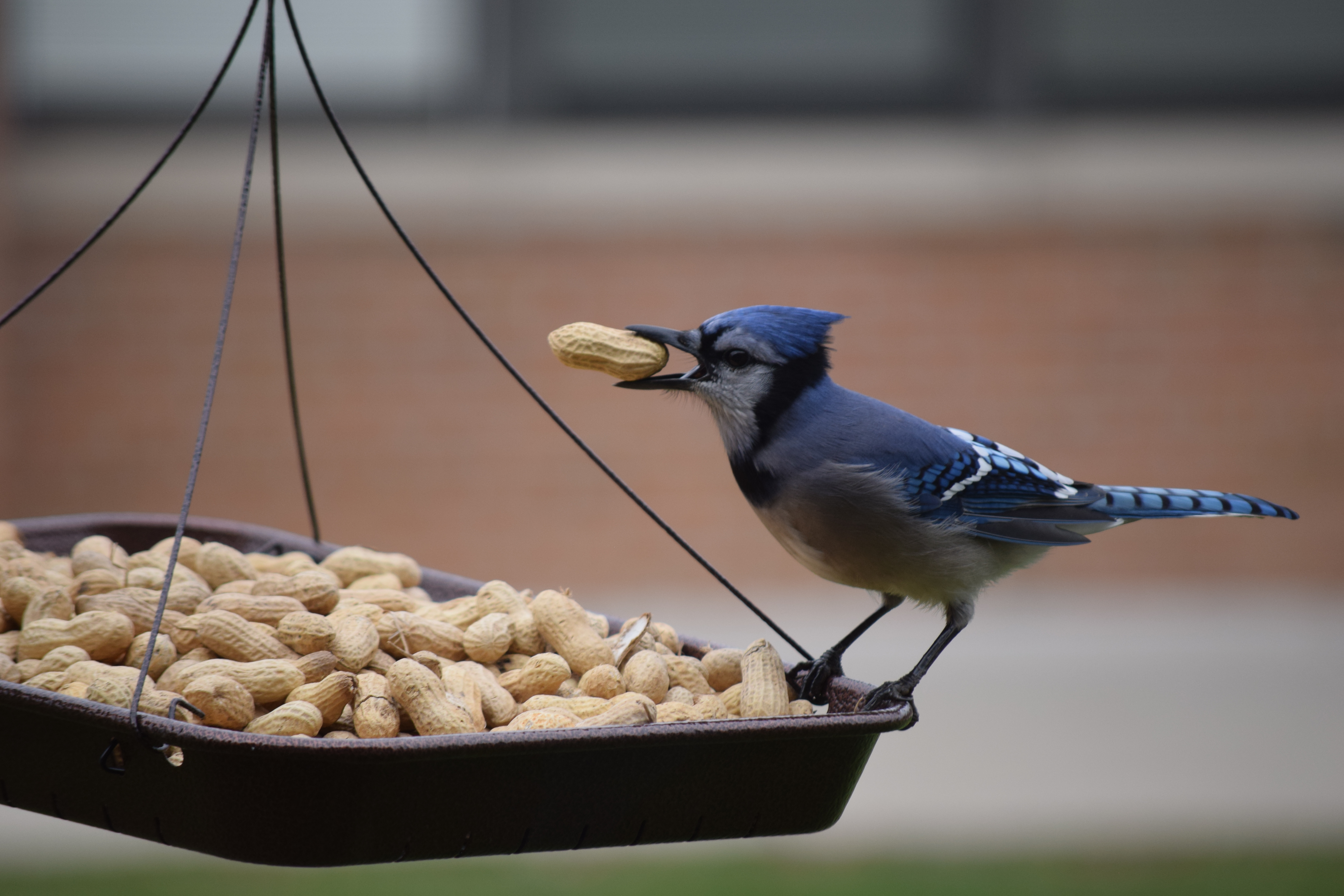 blue jay with a peanut at a feeder