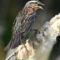 Female Red-winged Blackbird singing her little birdie heart out.