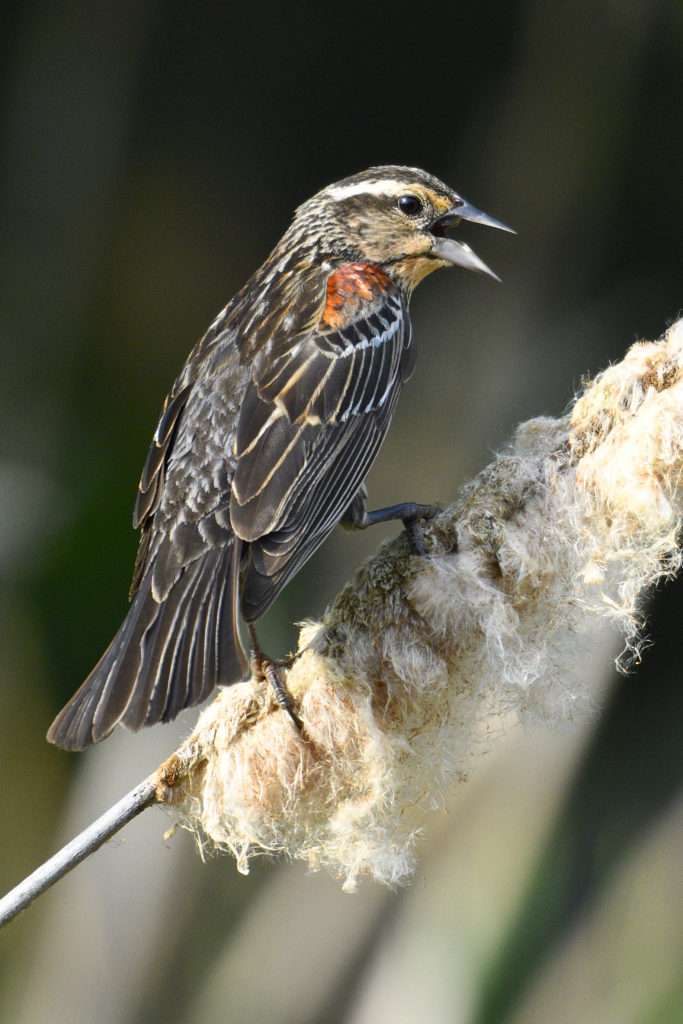 Female Red Winged Blackbird Singing Her Little Birdie Heart Out   Red Winged Blackbird 683x1024 