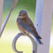 Female Western Bluebird on a break from nest-building