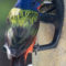 Painted Bunting at Feeder