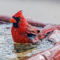 Cardinal Bath Time