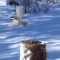 Black-capped Chickadee in flight