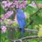 Eastern Bluebird on Eastern Redbud