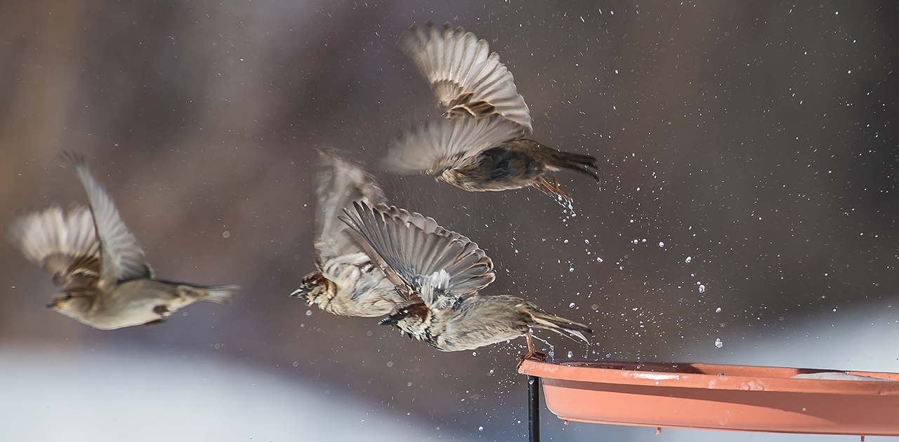 Sparrow-Proof Your Bird Feeder: Tips and Tricks