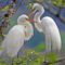 Great Egret Rookery