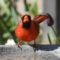 Bird bath cardinal