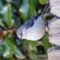 Stunning Northern Mockingbird