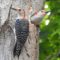 Red Bellied Woodpecker Parents