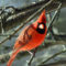 Nosey Cardinal